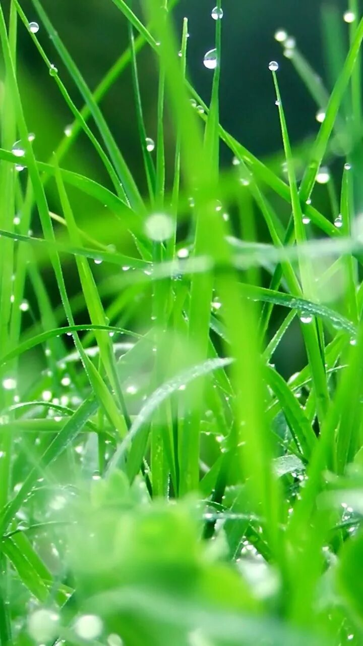 Заставка вертикальная на телефон хорошее качество. Природа зелень. Лето зелень. Роса на траве. Роса на траве фото.