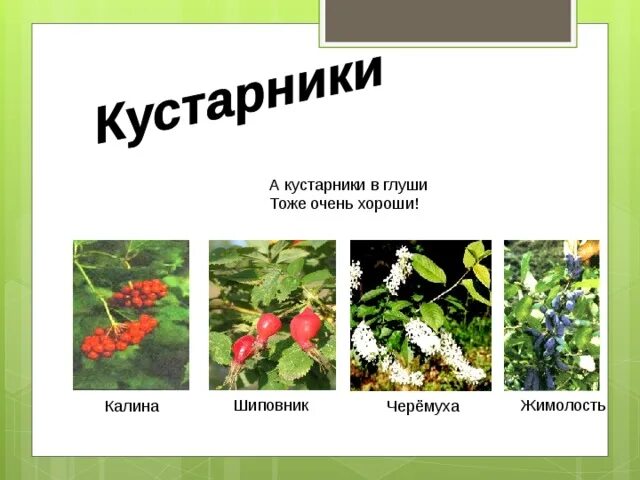 Выберите примеры кустарников. Декоративные и дикорастущие кустарники. Кустарники и кустарнички названия. Виды кустарников для детей. Культурные кустарники и их названия.