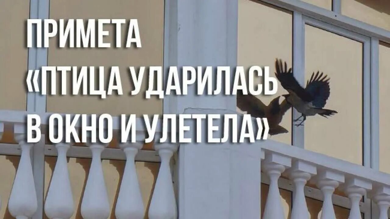 Примета птица ударилась в окно. Примета если птица ударилась в окно. Птица стукнулась об окно примета. Птица ударилась в окно и улетела примета.