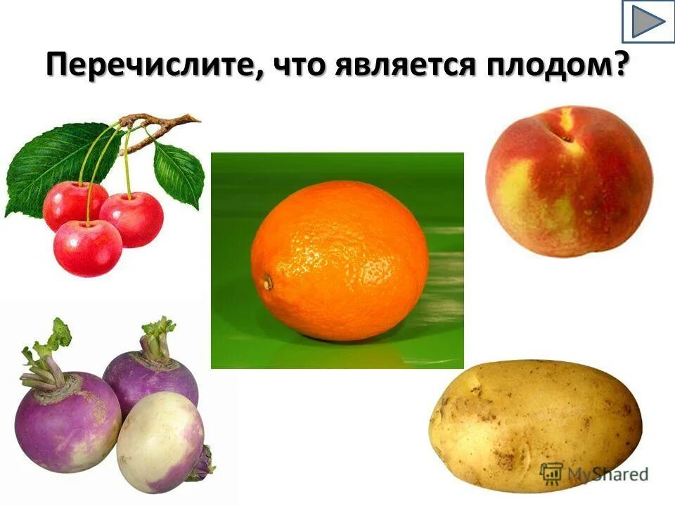 как выглядит развитие плода. масса тела доношенного плода:. какой плод считается крупным. персик абрикос нектарин отличие. информация о персике.
