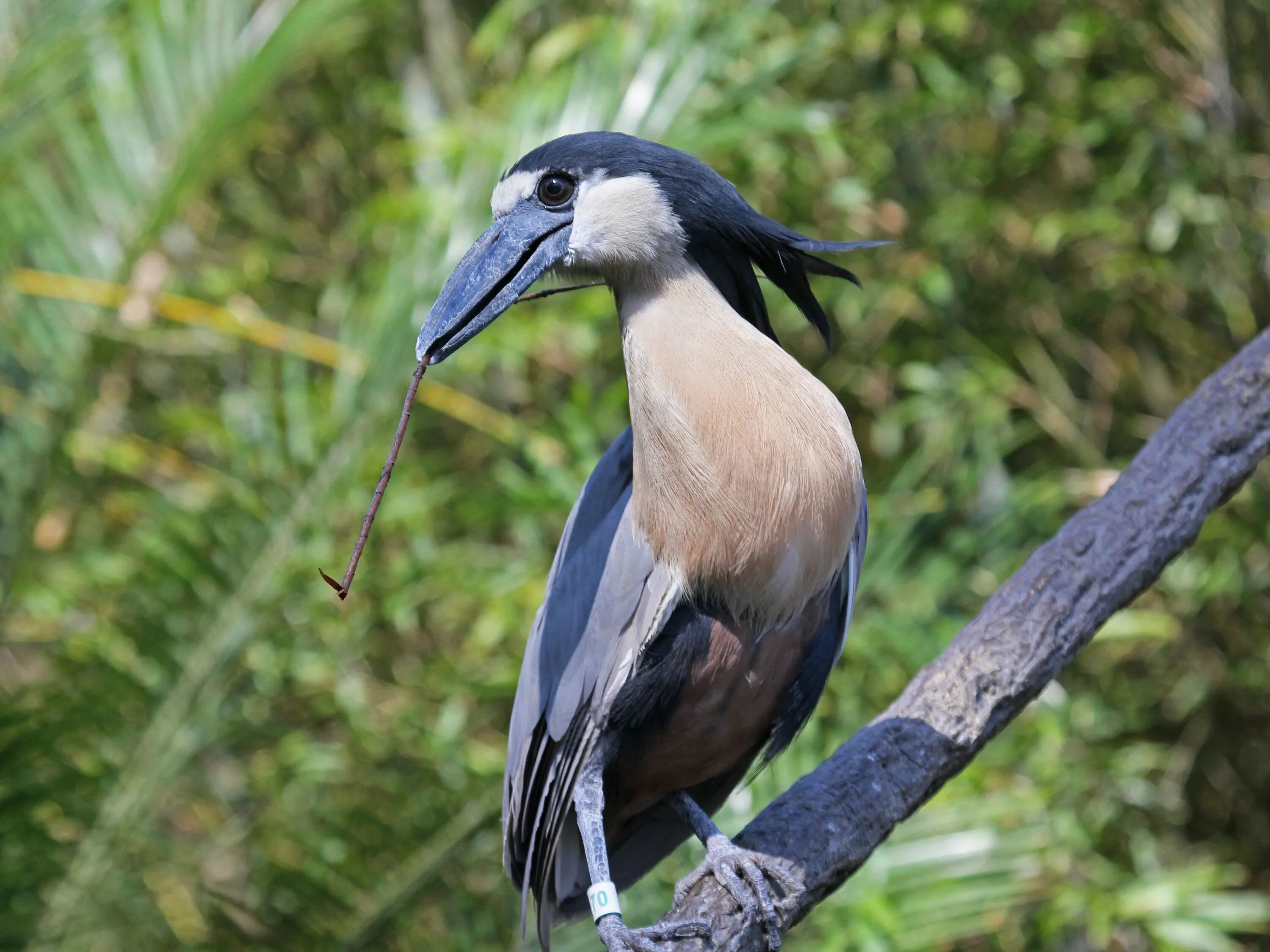 Cochlearius cochlearius. Цапля челноклюв. Boat billed Heron. Отряд Аистообразные челноклювые.