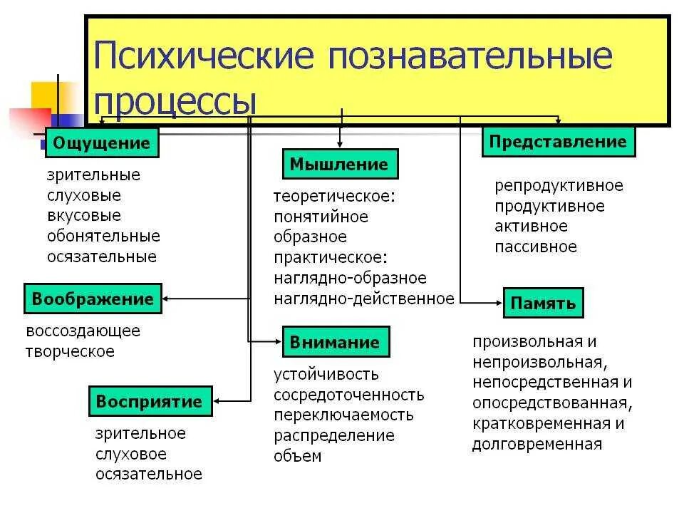 Перечислите основные познавательные процессы