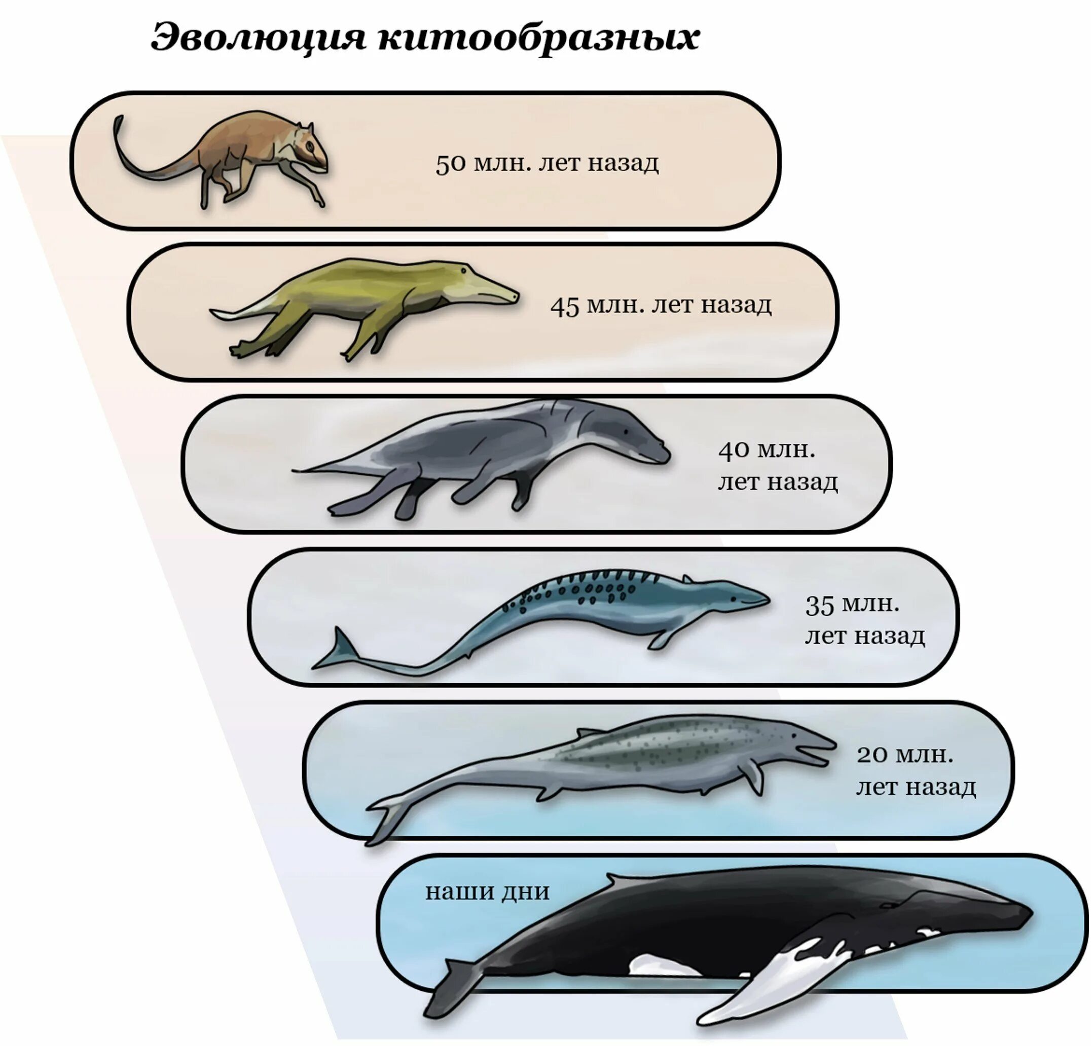 Почему человек млекопитающее