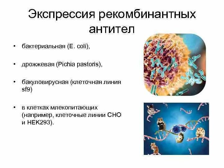 Белки биотехнологии. Экспрессия клеток это. Этапы получения рекомбинантных белков. Этапы технологии рекомбинантной ДНК. Метод рекомбинантных антител.