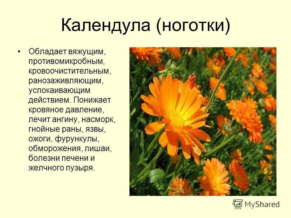 Календула фото описание