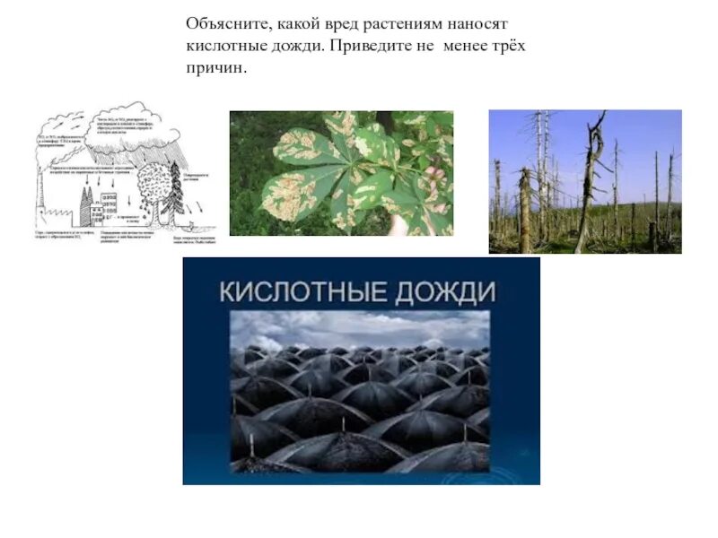 Вред от дождя какой окружающий мир. Кислотные дожди растения. Вред растениям наносят кислотные дожди. Кислотный дождь последствия для растений. Какой вред наносят кислотные дожди.