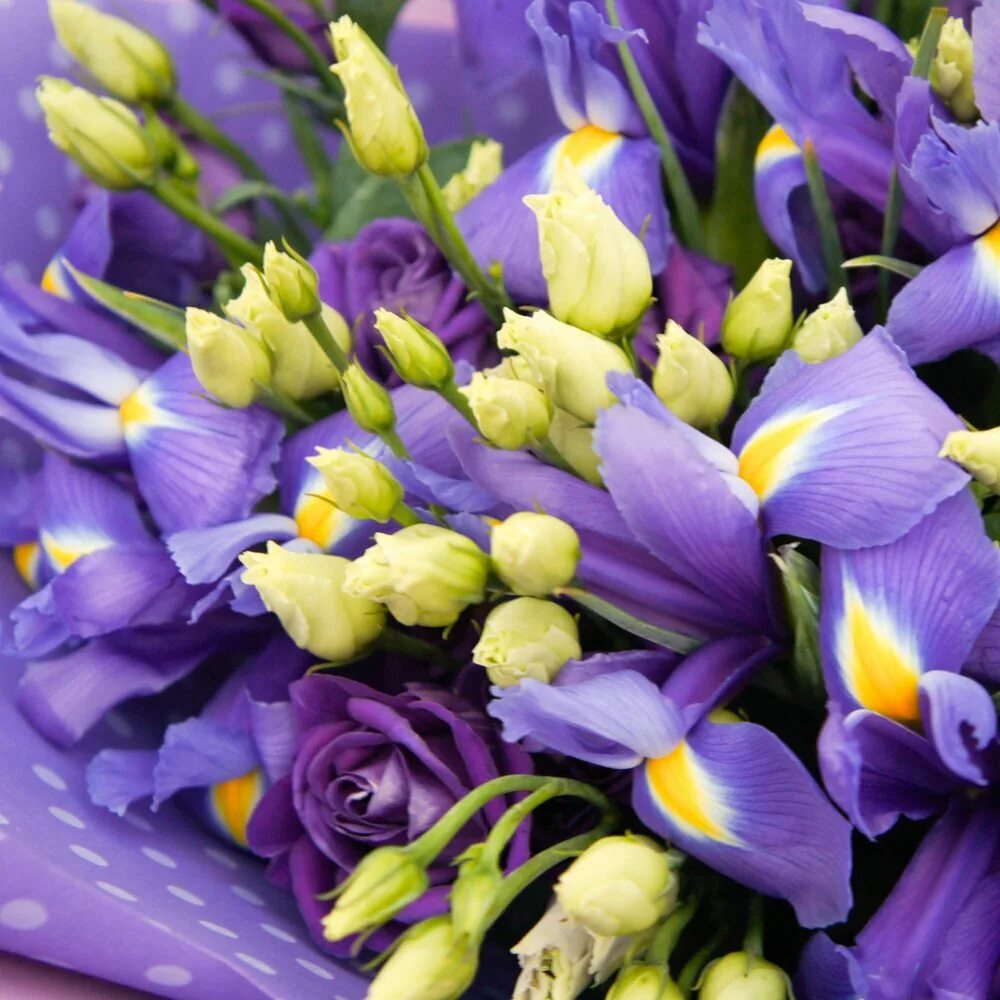 Ирисы букет. Букет тюльпаны и ирисы. Желтые и фиолетовые тюльпаны.