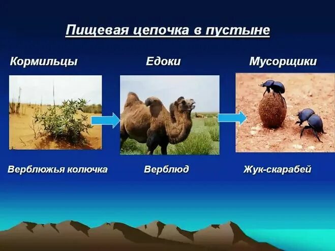Цепь питания арктической пустыни. Составить цепь питания пустыня. Схема цепи питания характерной для арктической пустыни. Составить цепь питания пустыня. Составить цепь питания пустыня.