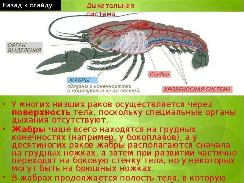 Признаки низших ракообразных. Общая характеристика ракообразных. Дыхательная система ракообразных. Органы дыхания ракообразных. Класс ракообразные общая характеристика.