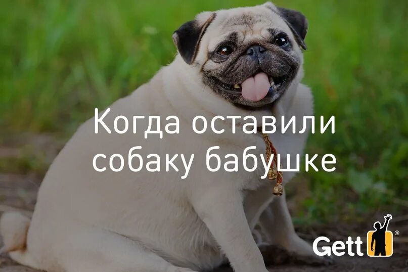 Собака натворила. Мне оставили собаку. Мне оставили собаку. Брошенные собаки. Приют для собак.