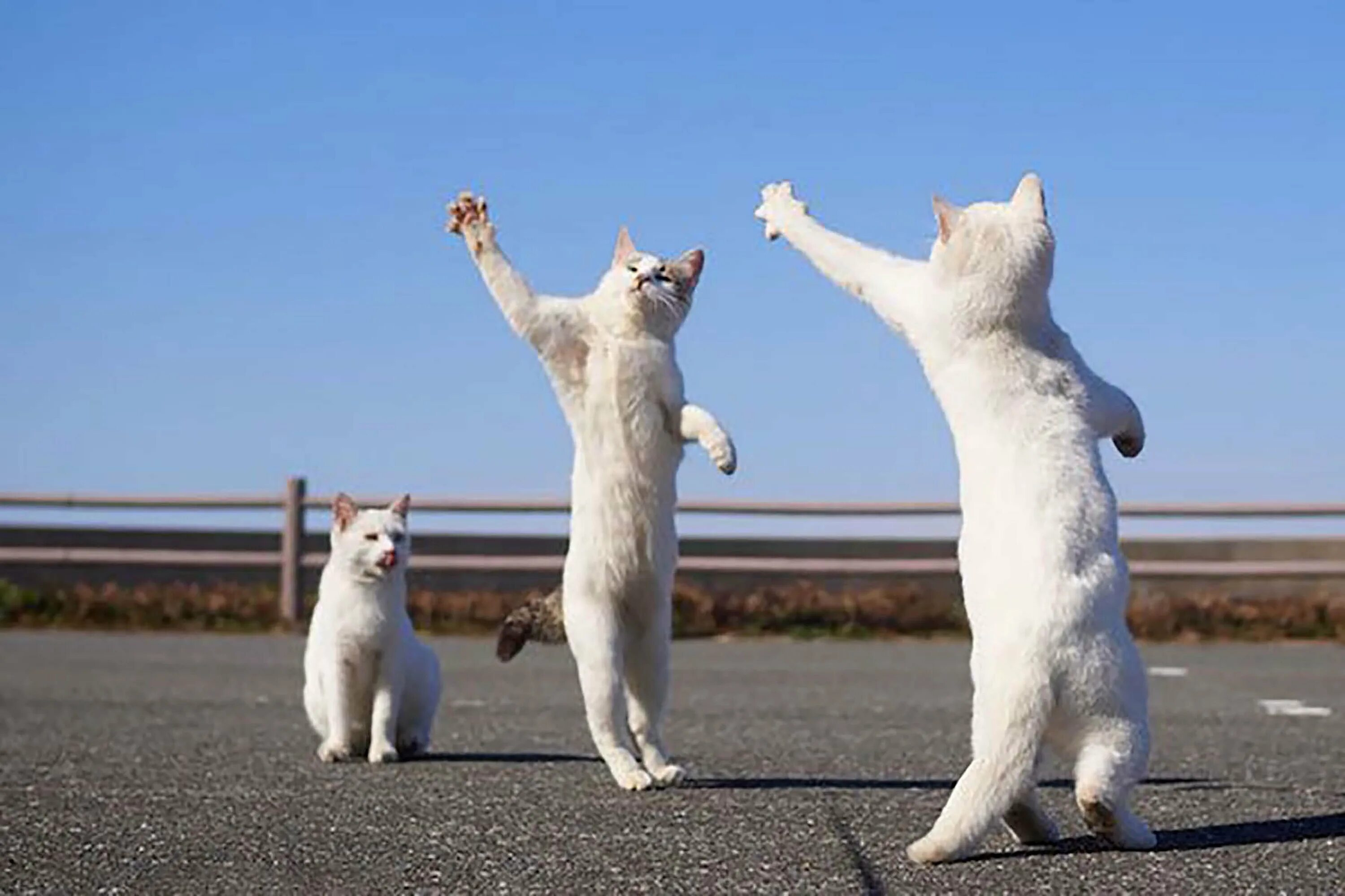 Где котики танцуют. Танцующий кот. Кот танцует. Танцующие кошки. Кот на задних лапах.