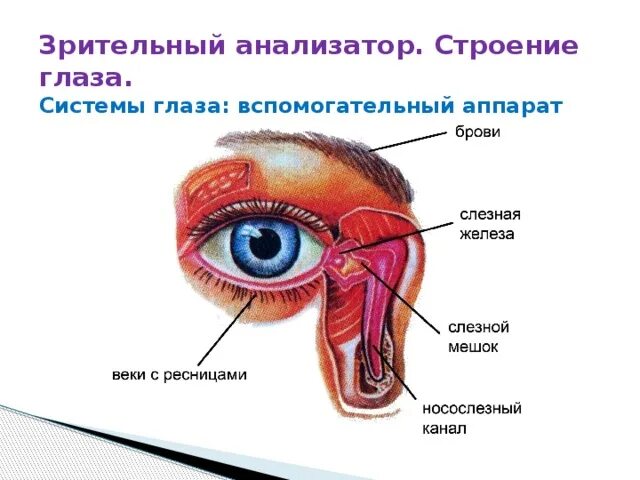 Вспомогательный аппарат зрительного анализатора. Зрительный анализатор вспомогательный аппарат глаза. Строение глазного яблока и его вспомогательного аппарата. Строение вспомогательного аппарата глаза анатомия.