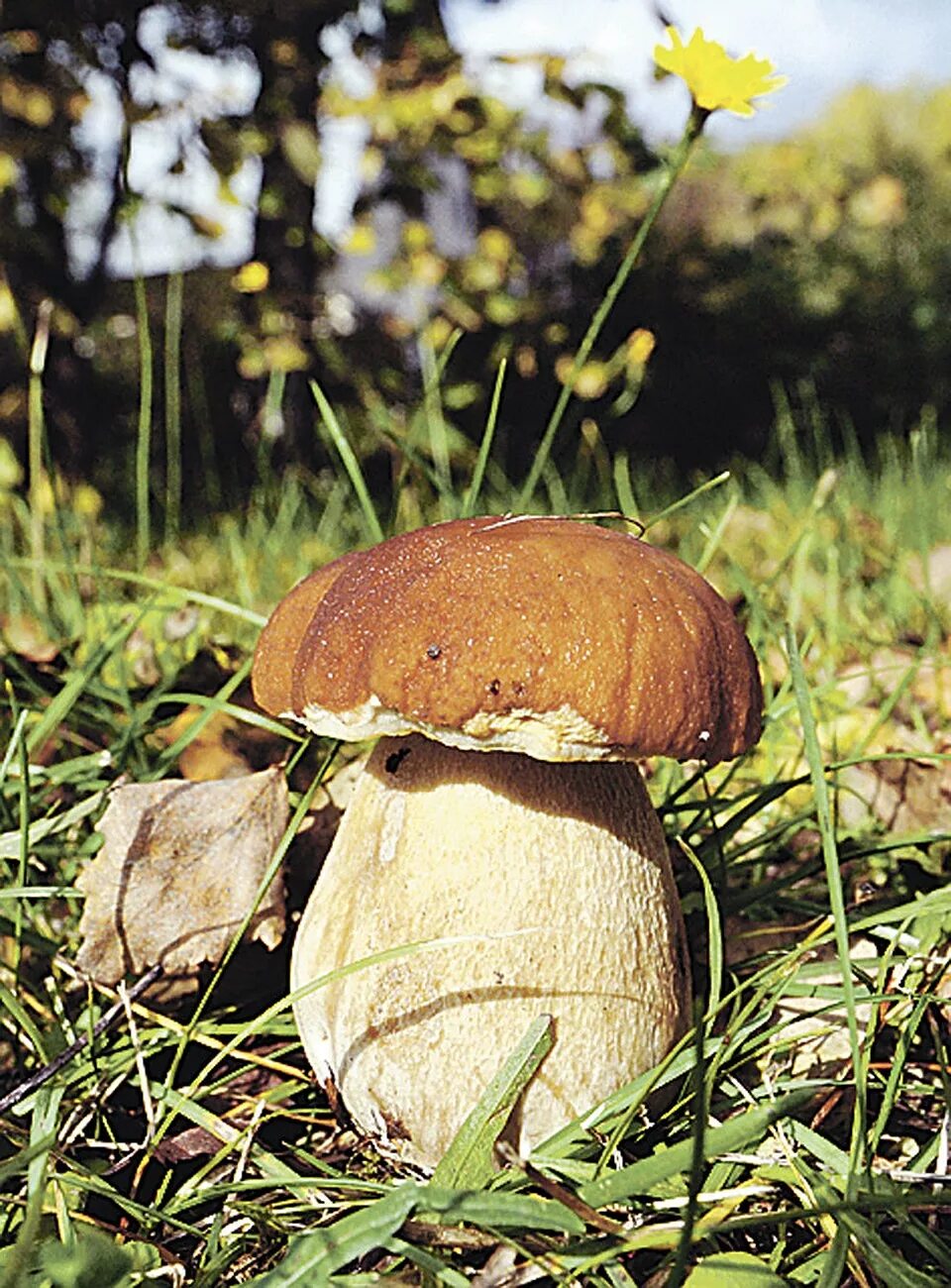 Боровик укореняющийся (Boletus radicans). Боровик Луговой. Луговой белый гриб. Боровик гриб съедобный. Белый гриб в природе