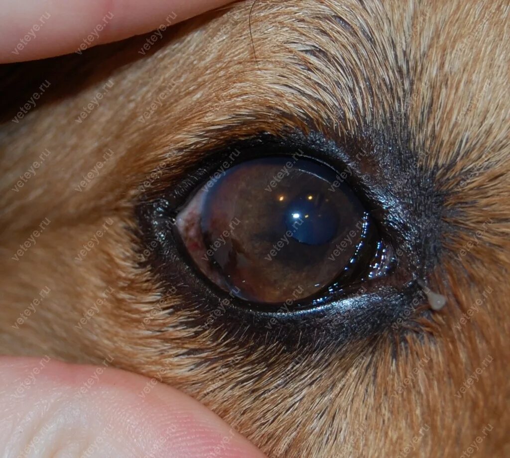 У щенка текут глаза. Лимбальный кератоконъюнктивит. Пигментный кератит у мопсов.