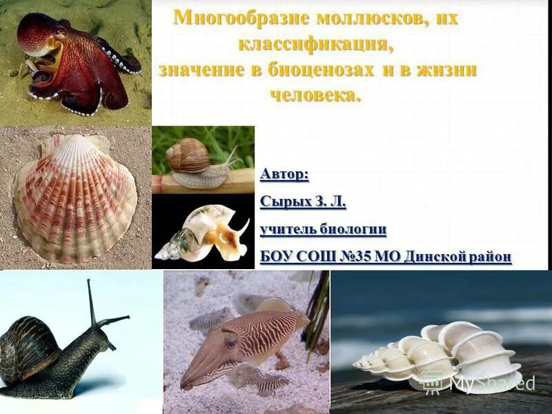 Моллюски тема по биологии 7 класс. Разнообразие моллюсков. Классификация моллюсков. Роль моллюсков в природе. Роль моллюсков в жизни человека.