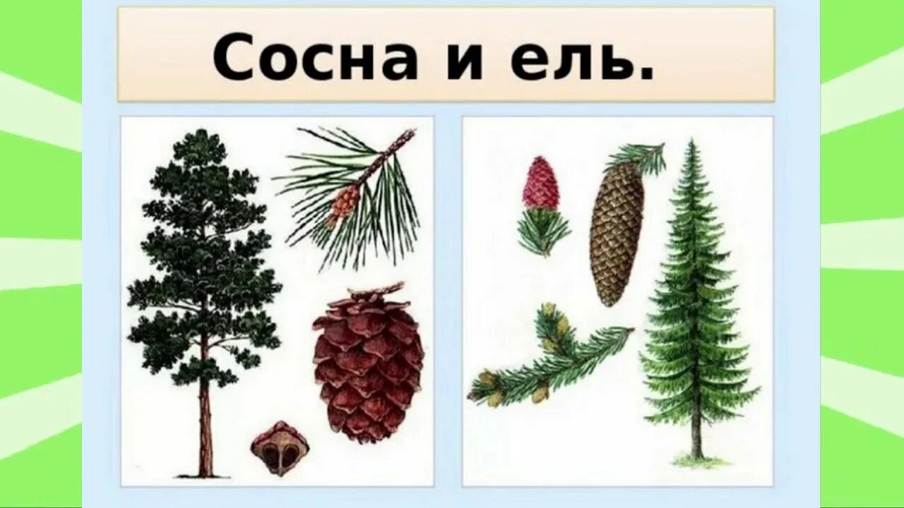 Хвойные отличие. Сосна ель елка отличие. Хвойные деревья ель сосна различия. Ель и сосна отличия хвоинок. Хвойные деревья ель сосна пихта кедр.