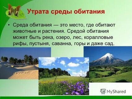 Растения и среда обитания 7 класс презентация