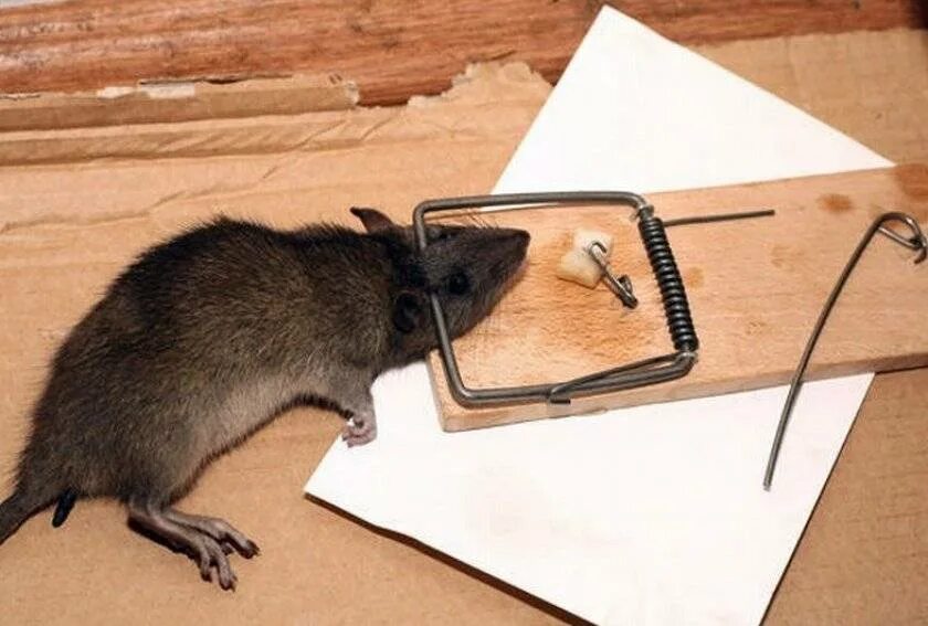Что можно домашним мышам. Домик для мышей. Мышь квартирная. Дом мышки. Мышка в квартире.