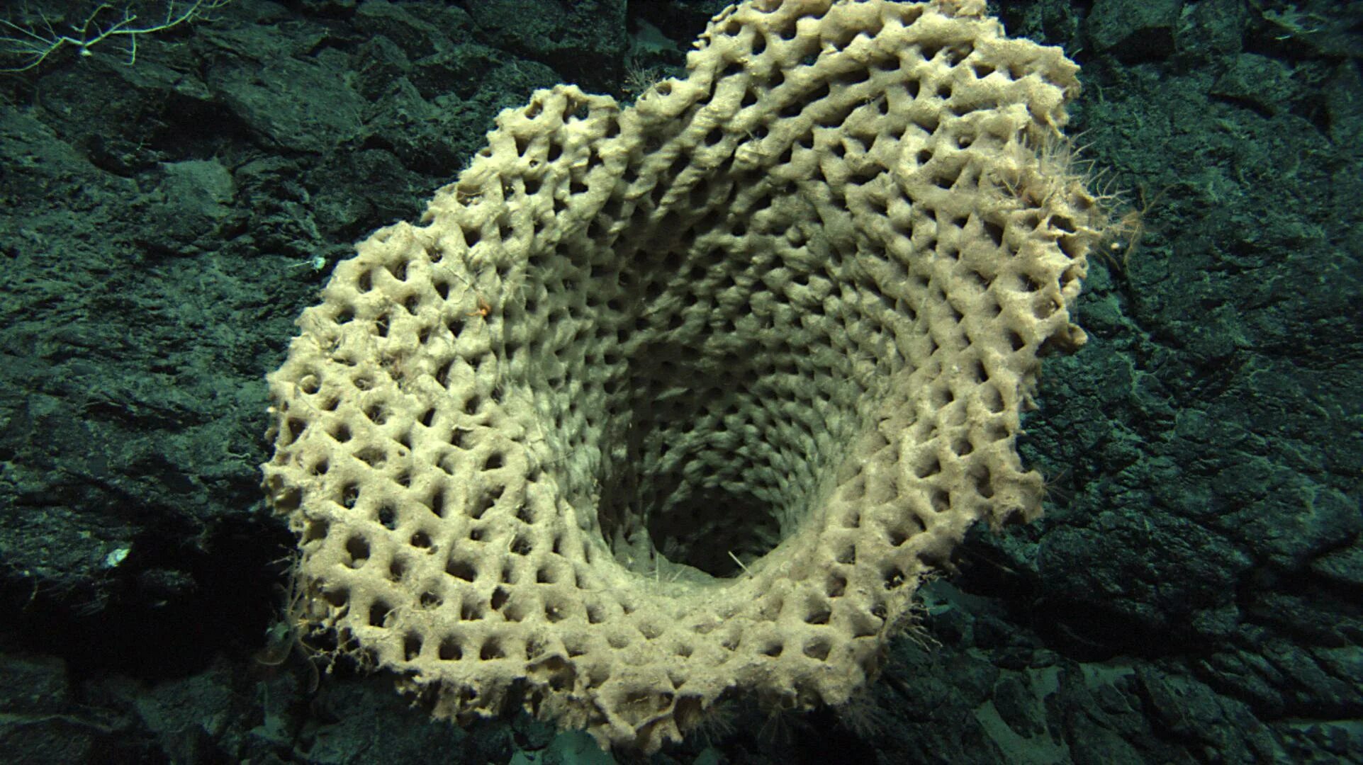 Губки porifera. Покажи фото губки. Губки porifera spongia. Венерина корзинка губка. Морская губка живая.