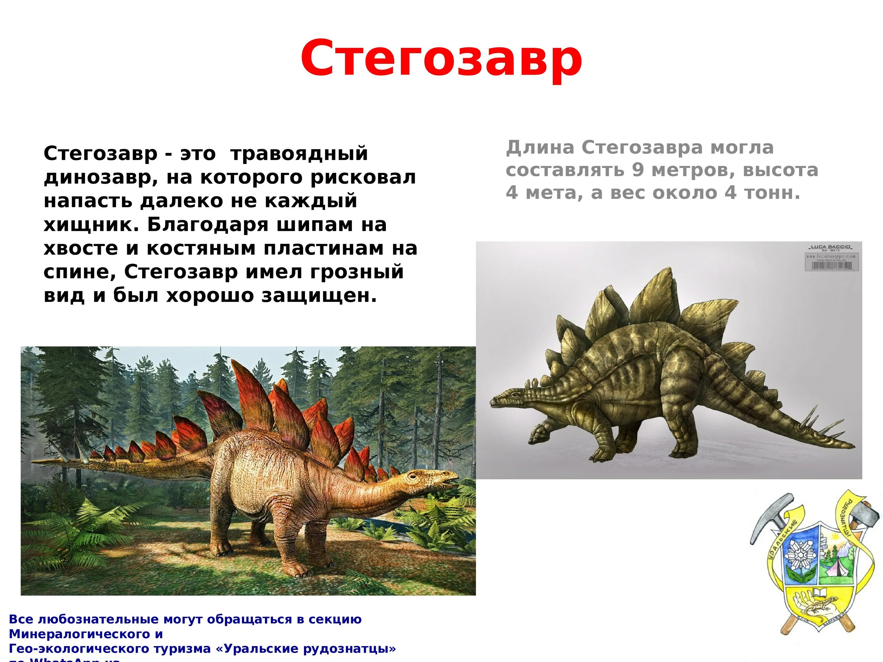 Сообщение о динозаврах 1. Стегозавр и Аллозавр. Спинозавр и Стегозавр. Стегозавр потомки. Динозавры доклад 1 класс Стегозавр.
