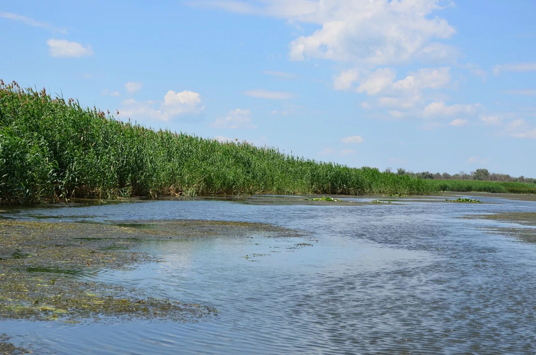 Вода в реке астрахань. Дельта реки Астрахань. Раскаты Волги Астрахань. Дельта Волги у Каспия. Дельта реки Волга в Астрахани.