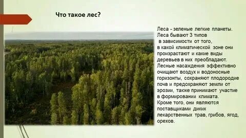Какие есть леса в мире