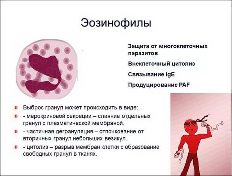 Эозинофилы 5,4. Эозинофилы плаыщенгые у ребенка. Повышены эозинофилы в крови. Эозинофилы повышены у взрослого в крови. Эозинофилы 0 3