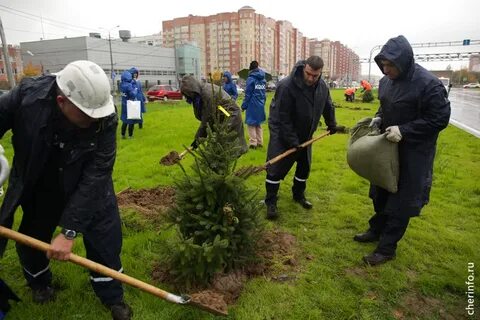 Два ряда тесно посаженных елей образовали красивую