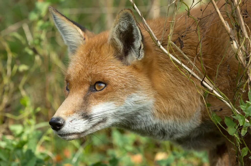 Лиса самец. Лис самец лисы. Кума лиса. Лис мужская особь. Most fox