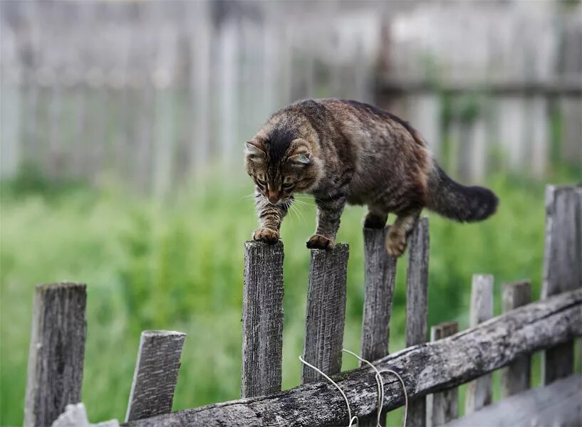 Кошка на заборе. Кот идет по забору. Котик на заборе. Сидит на заборе. Шагающий кот