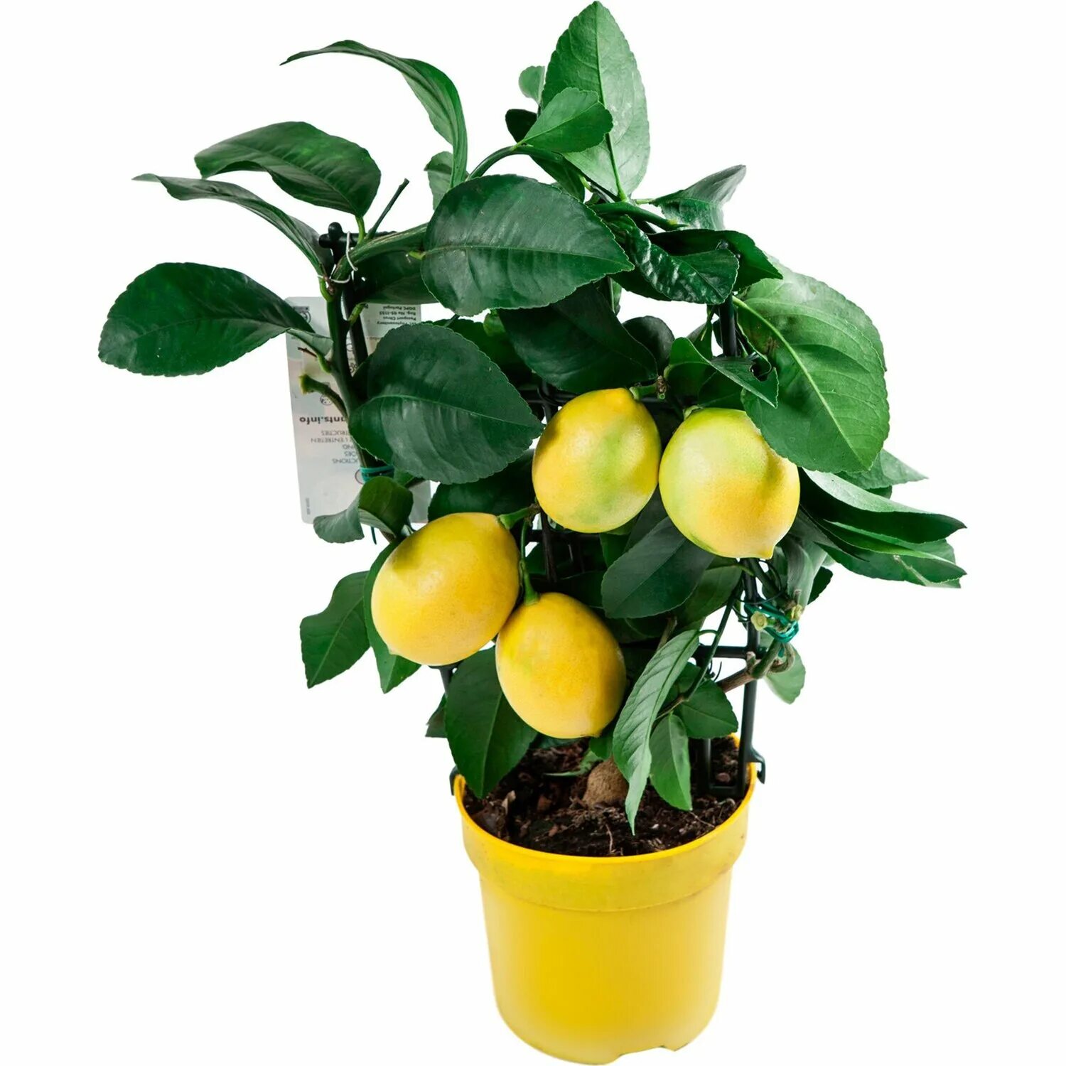 Маленькое лимонное дерево. Цитрофортунелла. Цитрофортунелла лимон. Цитрофортунелла лимон Мейера. Цитрус (комнатное растение) лимон Мейера.