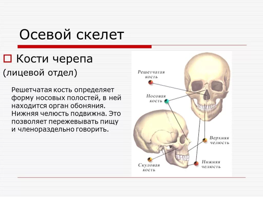 Полости в костях черепа. Осевой скелет человека череп. Лицевой скелет черепа. Кости лицевого отдела. Осевой скелет человека лицевой отдел отдел.