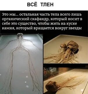 Что в человеке осталось человеческого
