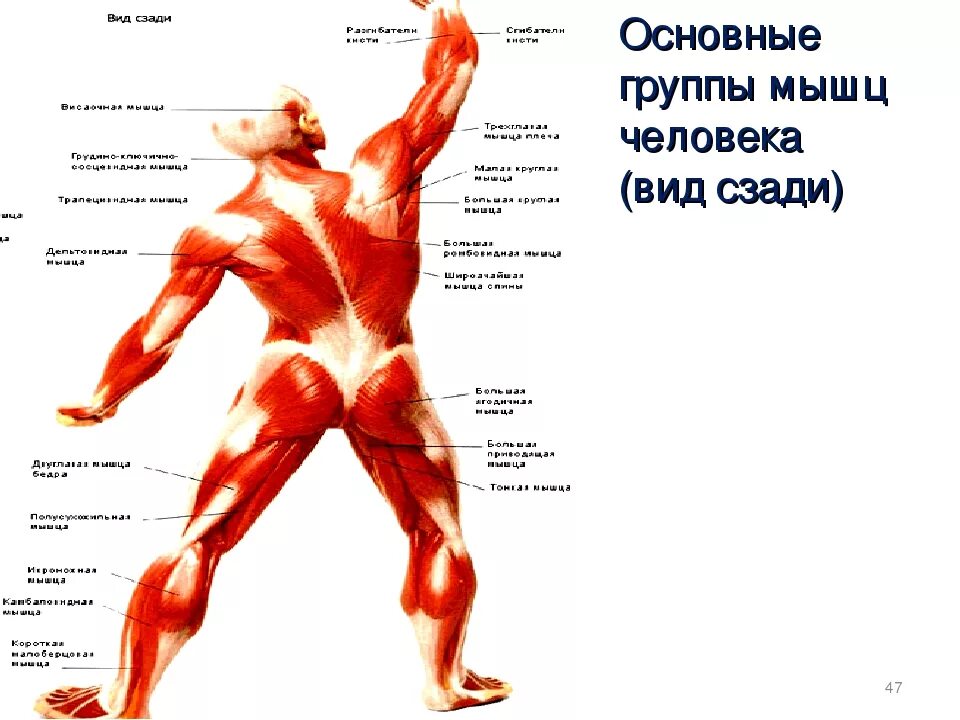Основные мышцы для развития. Мышцы вид спереди биология 8 класс. Груапапы мышц человека. Название основных мышц человека.