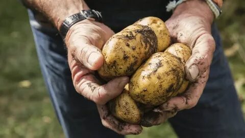 Что будет если есть картошку каждый день