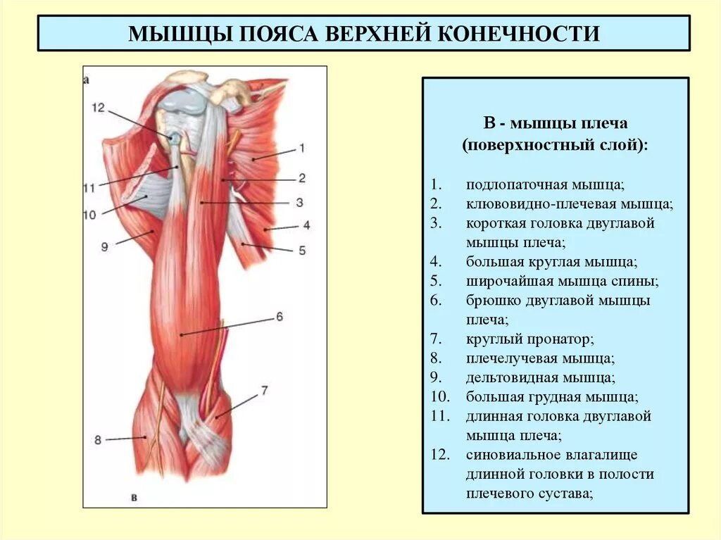 Мышцы верхней конечности правой вид сбоку. Мышцы верхней конечности анатомия строение. Мышцы плечевого пояса и верхней конечности анатомия. Поверхностные мышцы верхней конечности спереди.