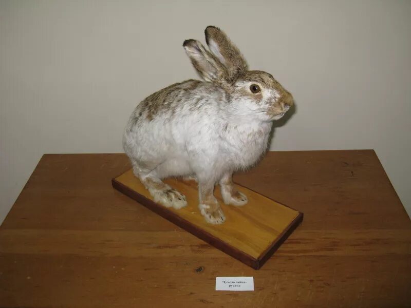 Заяц беляк чучело. Чучело зайца русака. Чучело кролика. Чучело из кролика. Чучело зайца.