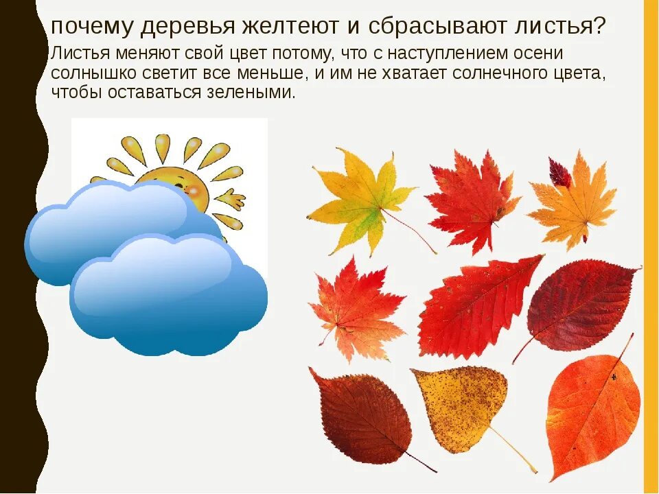 Почему деревья падают листья. Почему листья желтеют осенью для детей. почему желтеют листья осенью для дошкольников. почему желтеют листья на деревьях осенью для дошкольников. почему опадают листья осенью для дошкольников.