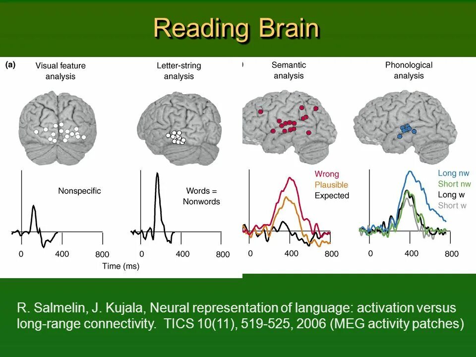 Reading in the brain