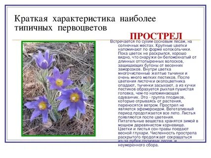 Характеристика первоцветов