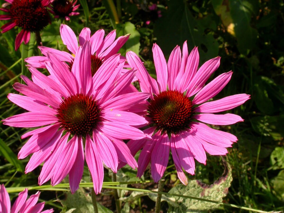 Эхинацея цветок. Эхинацея (Echinacea). Эхинацея пурпурная (Echinacea purpurea). Эхинацея махровая. Эхинацея сорта фото