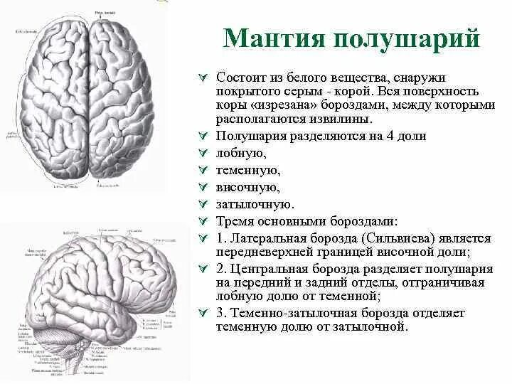 Каждое полушарие состоит из долей