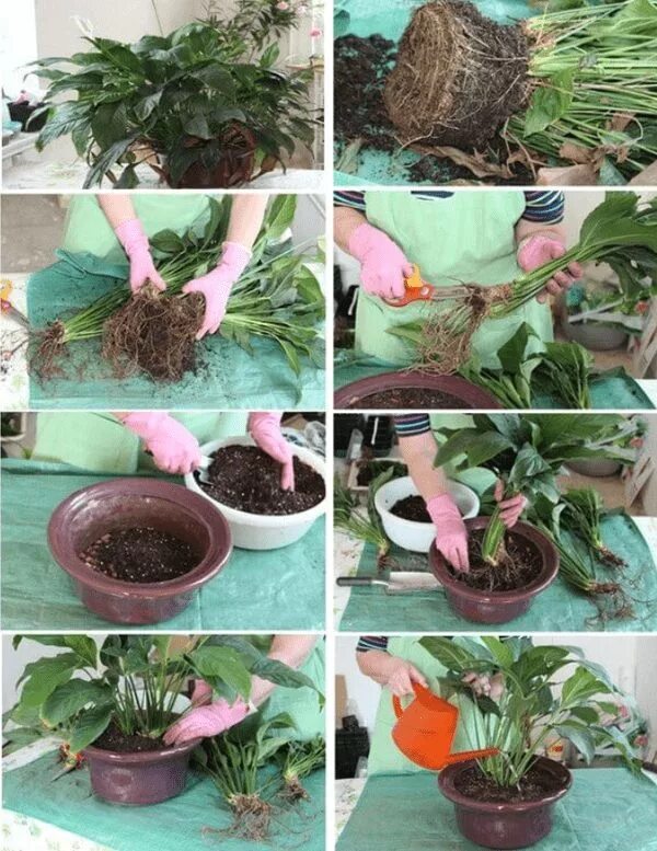 Спатифиллум домино размножение. Спатифиллум дренаж. Посадить цветок женское счастье. Посадить цветок женское счастье. Спатифиллум размножение листом.