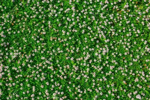 Flowers grasses