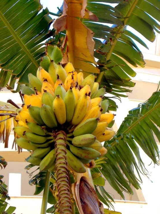 виды бананов названия и фото. т ширтс банан рб. банан т. банан. бананы уругвай.