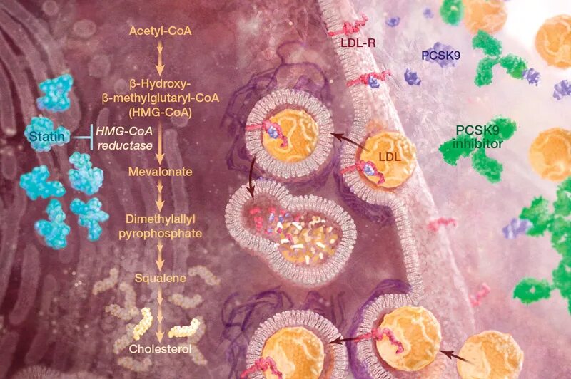 Повышенные уровень функция pcsk9. Ингибиторы pcsk9. белок pcsk9. ингибиторы pcsk9 препараты. ингибиторы белка pcsk9 это.