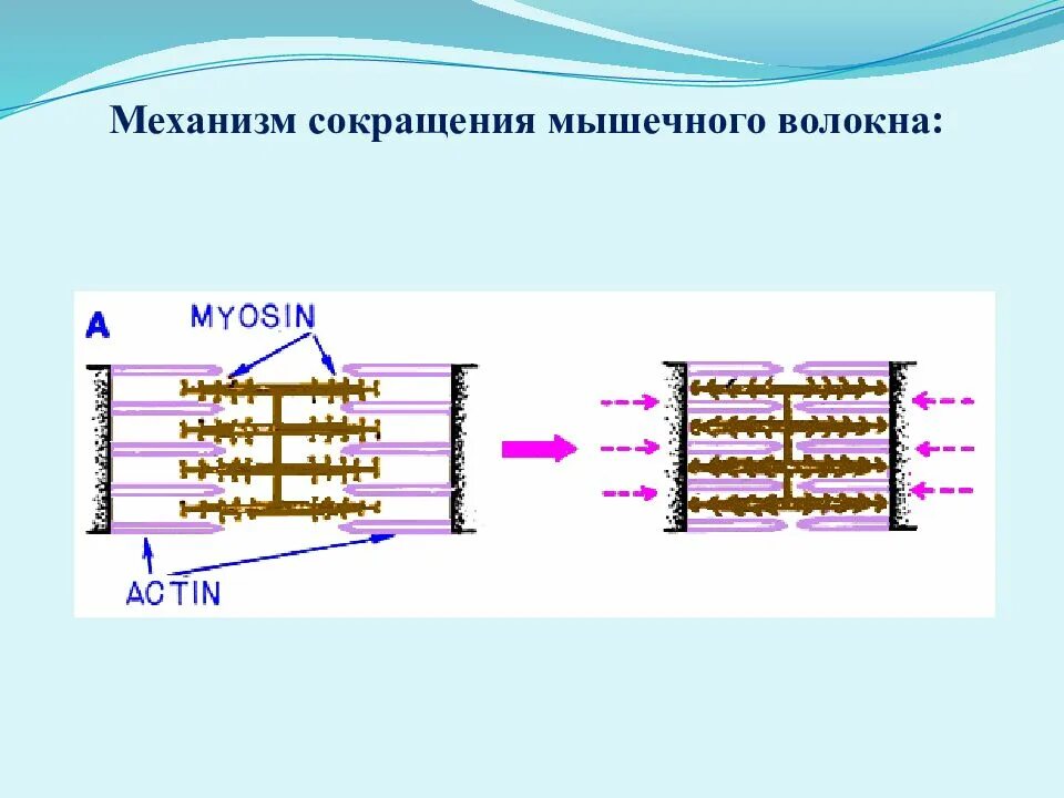 Механизм мышечного сокращения схема. Механизм сокращения мышечного волокна. Механизм мышечного сокращения физиология. Механизм сокращения скелетного мышечного волокна. Клетки б укорачивание