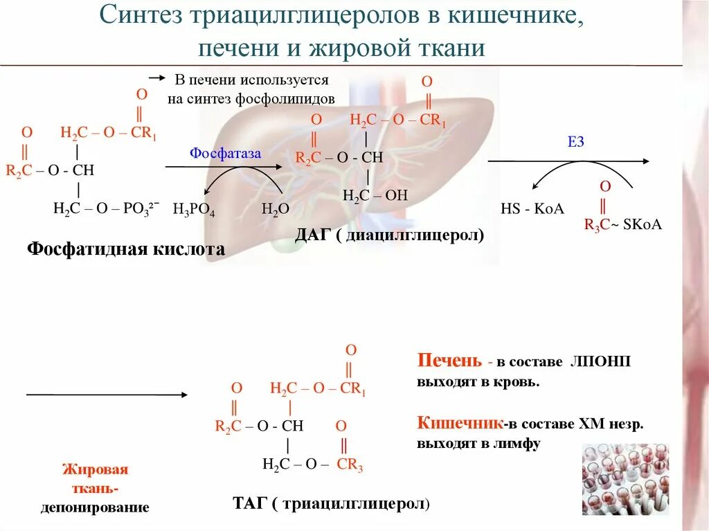 Жиры под действием ферментов печени. Схема синтеза таг в жировой ткани. Синтез триацилглицеринов биохимия. Биосинтез триацилглицеролов в печени и в жировой ткани. Синтез триацилглицеролов в жировой ткани биохимия.