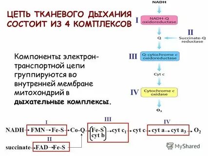 Общее дыхание это