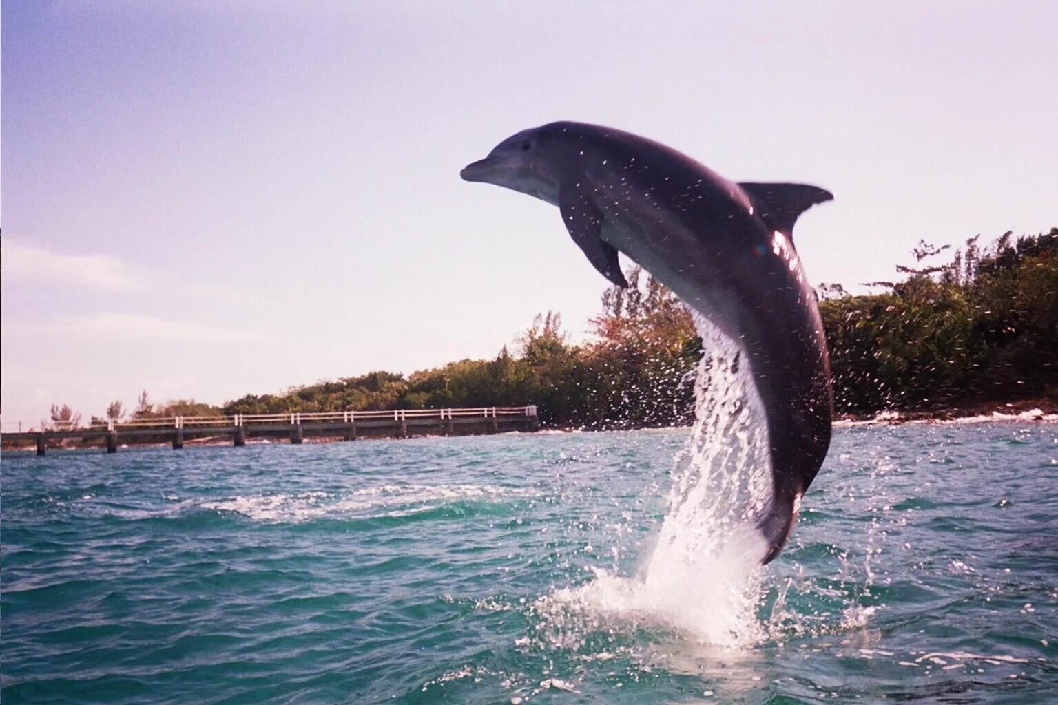 Волшебный дельфин. Заставка на рабочий стол дельфины. Злой дельфин нападет. Дельфины фэнтези. Дельфинарий севастополь.